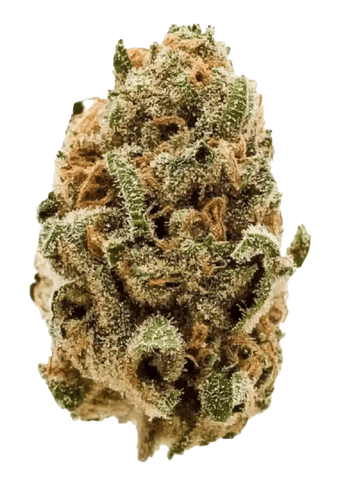 DURBAN POISON