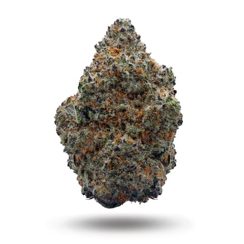 RD - BLUE ZUSHI - BULK PLATINUM TIER BUD