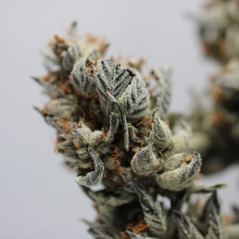 Blue Glacier Kush | Hybrid - | Eighth