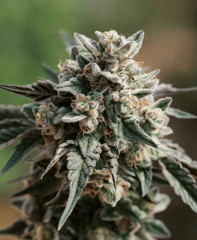 Gush Kush - Indica-Dominant Hybrid - 3.5g