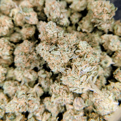 Rainbow Guava - Deli Flower - $5/g