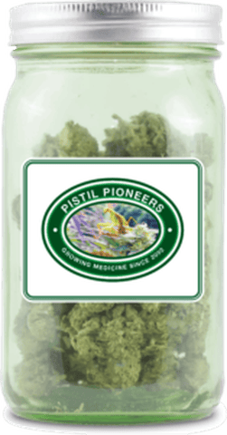 Mango B-Buds (Pistil Pioneers)