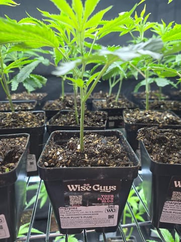 Sharpiez | Plant Clone | Wise Guys