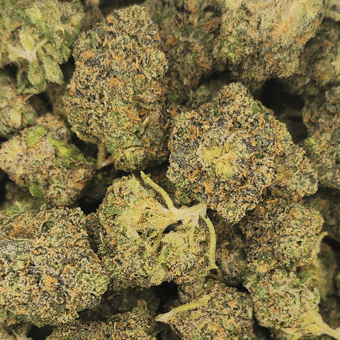 Canapa Valley | Sherbadelic | Bulk Flower