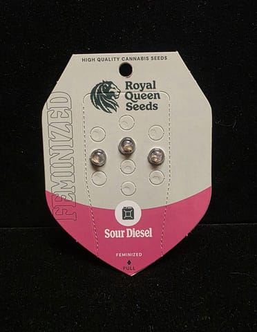 Feminized Seeds - Sour Diesel 3 Seed FEM