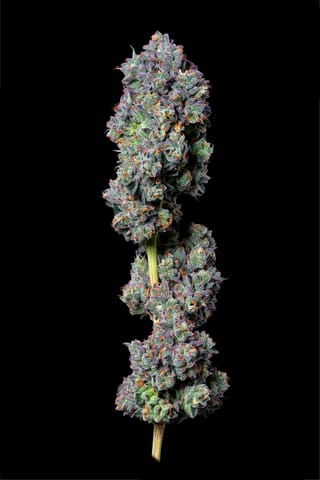 Alt Sol | Fuel Biscuits | 3.5g