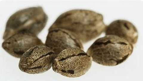 Seeds | 10 Pack | Purple Haze | Sativa Dominant