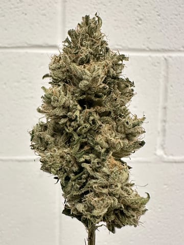 Choof | Chem Bandana | 3.5g