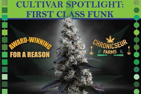 First Class Funk - Chronicseur Farms - Bulk Flower - Indica Dom.**