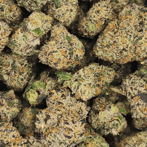 BOW HOUSE | RED RUNTZ | BULK FLOWER