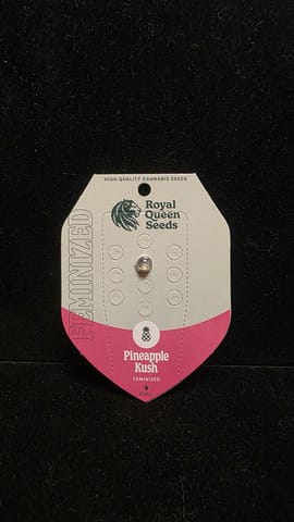 Feminized Seeds - Pineapple Kush FEM