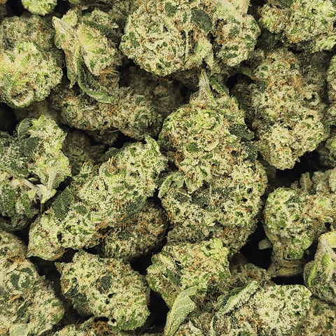 Jack The Ripper Bulk Flower
