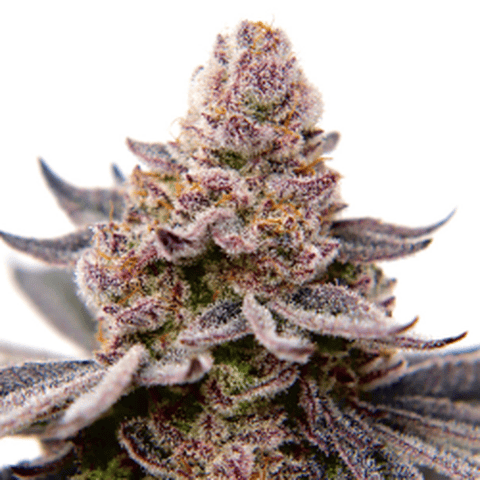 14er - Mr. Nasty - (I/H) Flower