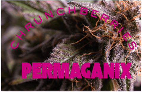 Chrunchberriez Flower PermaGanix