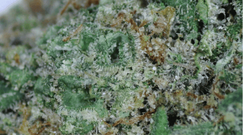 Lemon Fresh - FLOWER