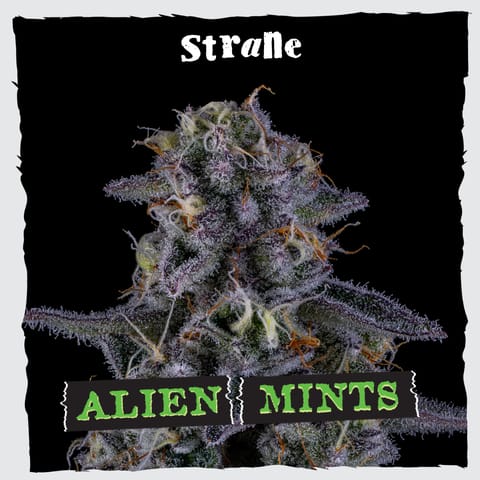 Strane | Flower | - Alien Mints | 3.5g Bag