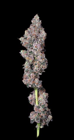 Alt Sol | Vice City | 3.5g
