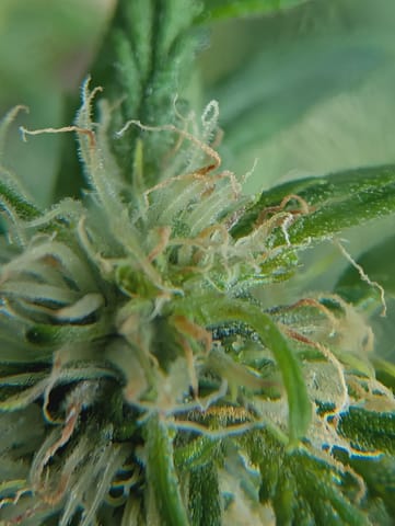 Orion - Premium Flower 3.5g