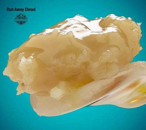 Focus North | Runaway Diesel Live Rosin | 1g