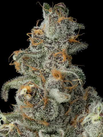 Superboof, Flower, 3.5g