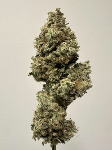 Alt Sol | Blue Limeade | 1g