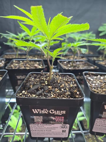 Animal Cookies Clone | Wise Guys
