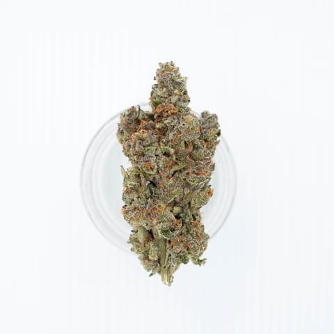 Meowy Jane | Obama Runtz 7 Grams
