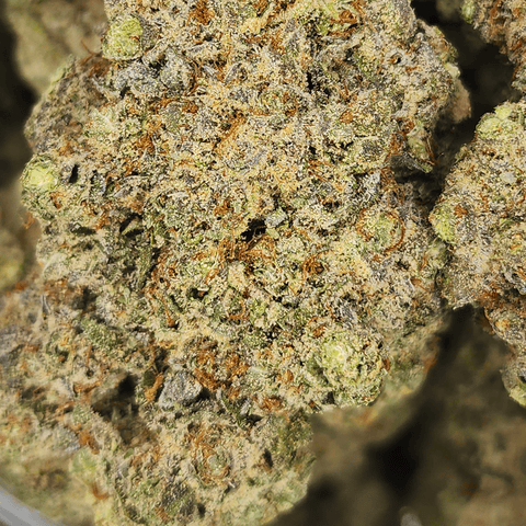 Oreo Blizzard Bulk Flower - .