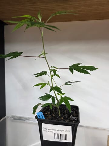 Portal Cannabis | Pure Michigan Clone