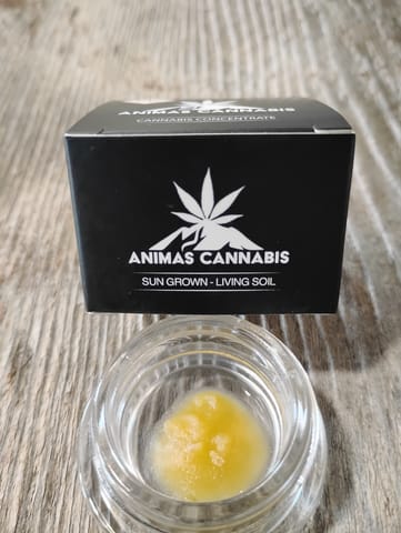Apples and Bananas x Blue Dream Live Resin