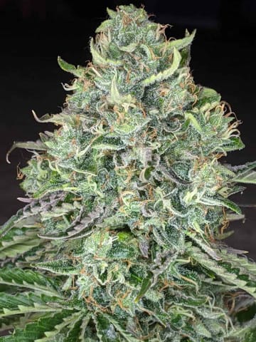 Apothecare Certified Organic Sour Diesel