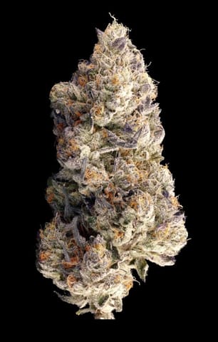 VERA - MODIFIED GRAPES X EARLY ORANGE - BULK PLATINUM TIER BUD