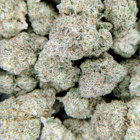 Florida Man - Deli Flower - $4/g