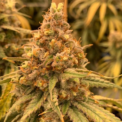 Mercy Fruit Haze by Mercy Tree of Alaska