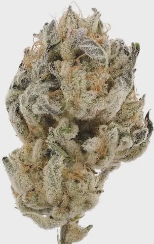 Grape Cream Cake 3.5g Flower HBrix