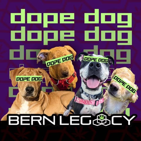 Dope Dog1g Live Rosin Dabs