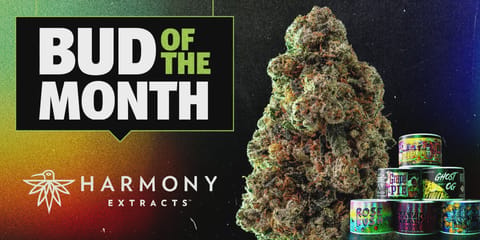 Gelato Mimosa 3.5g Flower by Harmony | Golden Rookie