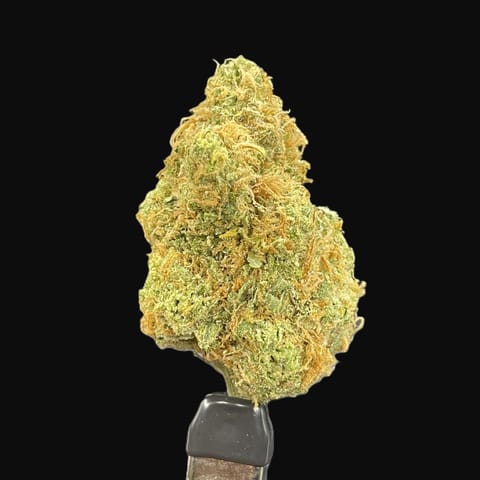 Golden Goat (Garden First)