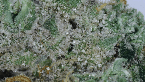 Blueberry Diesel - Specials FLOWER