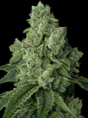 Blue Limeade, Flower, 3.5g