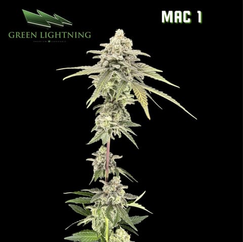 MAC 1 (3.5g)
