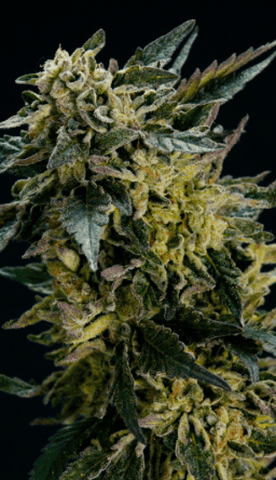 Kush Mintz by Animas Cannabis