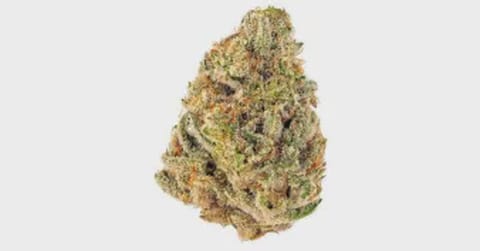 RD - DANTE'S INFERNO - BULK PLATINUM TIER BUD