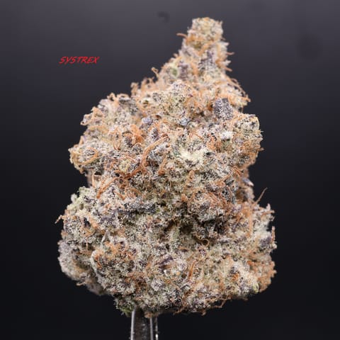Coconut Cream (Deep Creek)