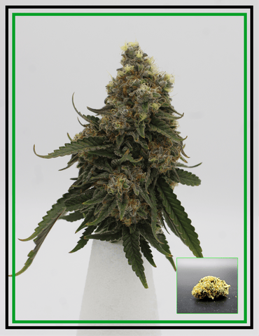 Buds - THC Snow