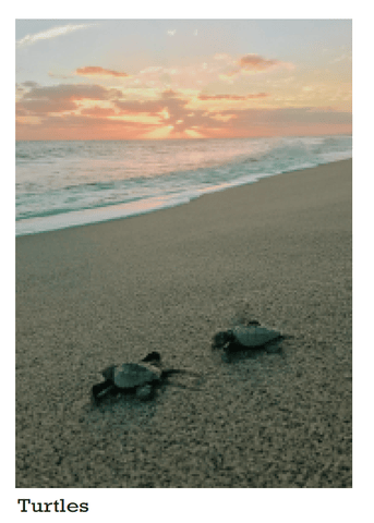Highmark- Turtles