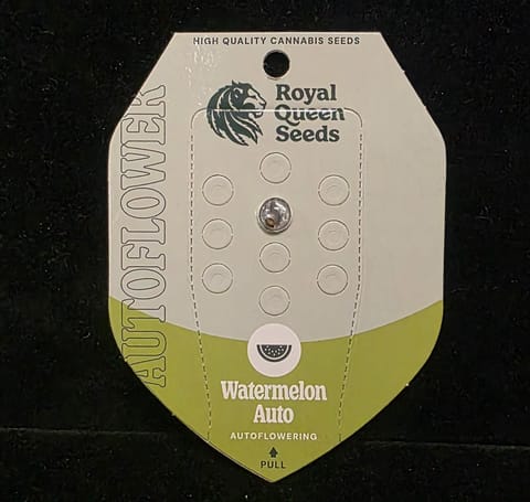 Auto Flowering Seeds - Watermelon Auto
