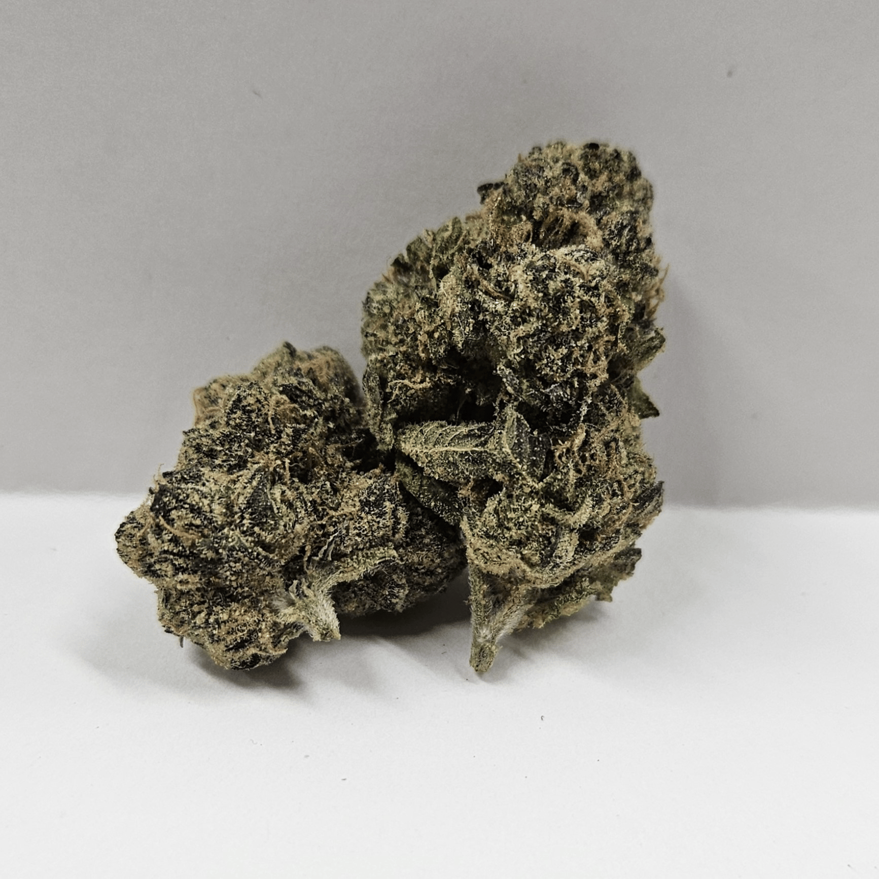 Excolo | OG 33