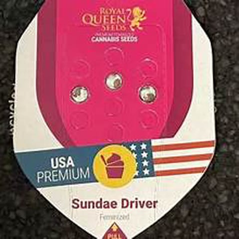 Sundae Driver Feminized Seeds 3 Pack - Regular