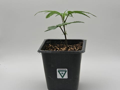 Exotic Nurseries | Immature Plant | Runtz